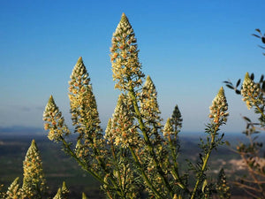 Mignonette 'Ameliorata'  / Reseda odorata seeds