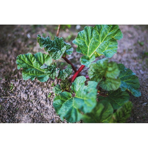 RHUBARB 'Crimson' - Boondie Seeds