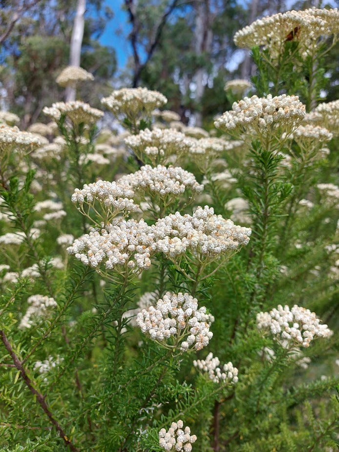 RICE FLOWER / Ozothamnus diosmifolius *AUSTRALIAN NATIVE* seeds