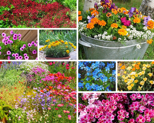 ROCKERY / DWARF FLOWER GARDEN PACK / 12 packets of seeds - Pots + Containers