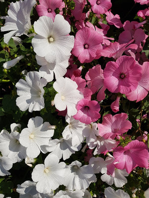 ROSE MALLOW 'Pink + White Mix' / Lavatera trimestris seeds