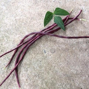 BEAN CLIMBING 'Red Noodle Snake' - Boondie Seeds