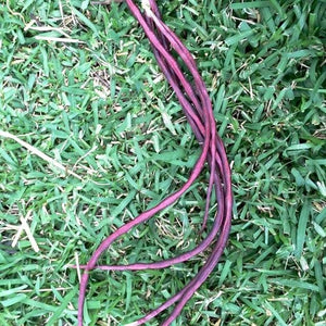 BEAN CLIMBING 'Red Noodle Snake' - Boondie Seeds