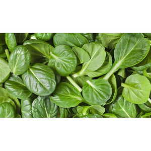 TATSOI Green Leaf - Boondie Seeds
