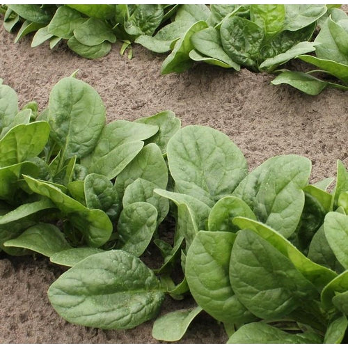 BABY SPINACH 'Black Magic' / English Spinach - Boondie Seeds
