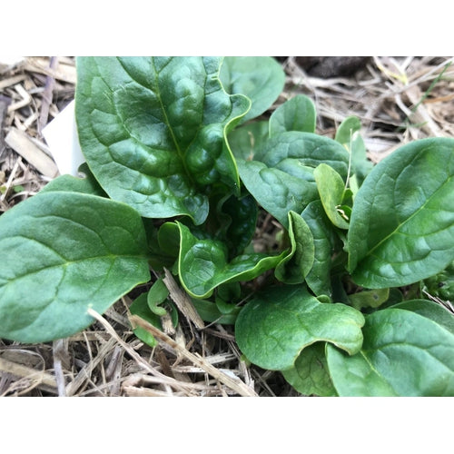 SPINACH 'Bloomsdale Longstanding' seeds