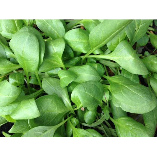 BABY SPINACH 'Black Magic' / English Spinach - Boondie Seeds
