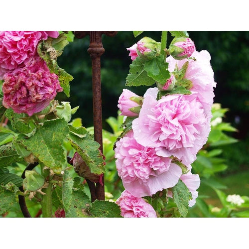 HOLLYHOCK 'Chaters Double Mix' seeds