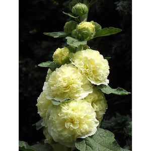 HOLLYHOCK 'Chaters Double Mix' - Boondie Seeds