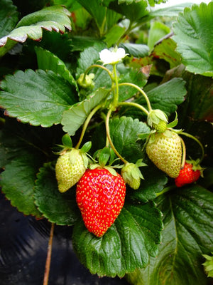 STRAWBERRY RUNNERS / Plant