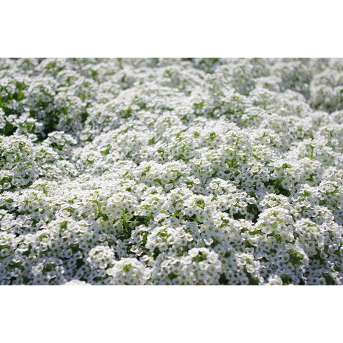 ALYSSUM / SWEET ALICE 'Carpet of Snow' seeds