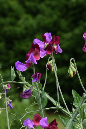 SWEET PEA 'Cupani' / Old Spice seeds *Scented*