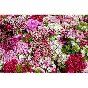 Dianthus / Pinks 'Dwarf Double Mixed' - Boondie Seeds