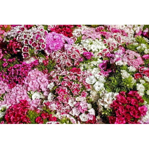 Dianthus / Pinks 'Double Mixed' seeds