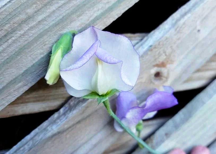 SWEET PEA 'High Scent' seeds *Scented*