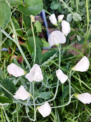 SWEET PEA 'Royal White' seeds