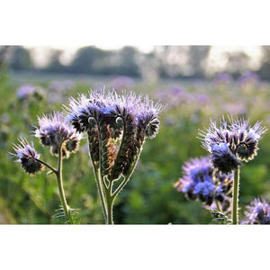 LACY PHACELIA / BLUE TANSY - Boondie Seeds