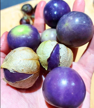 TOMATILLO 'Michoacan Purple' seeds