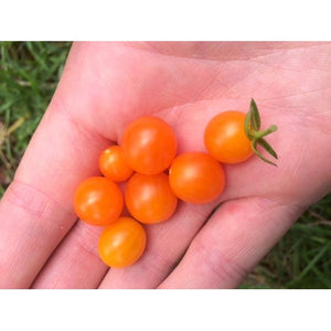 TOMATO 'Orange Current' ORGANIC - Boondie Seeds