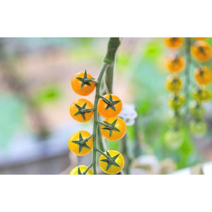 TOMATO ‘Broad Ripple Yellow Current' - Boondie Seeds