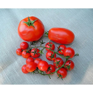 TOMATO Favourites collection 20 Packets - Boondie Seeds