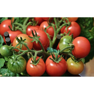 TOMATO 'Pink Ping Pong' - Boondie Seeds