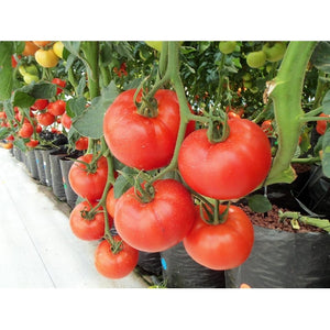 TOMATO 'Manapal' - Boondie Seeds