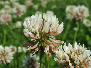 White CLOVER - Green Manure / Beneficial Bug attracting / Lawn Grass seeds