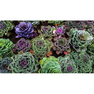ORNAMENTAL KALE 'Frilly Mix' - Boondie Seeds