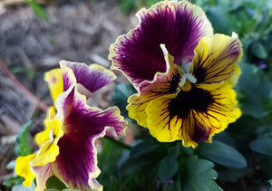 VIOLA 'Rococo Frilled Mix' / pansy seeds