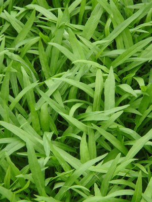 KANG KONG 'Bamboo Leaf' / Ong Hung Choy / Water Spinach seeds