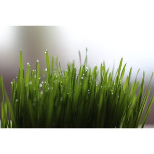 WHEATGRASS 250 seeds *SPROUTS* / Wheat - Boondie Seeds
