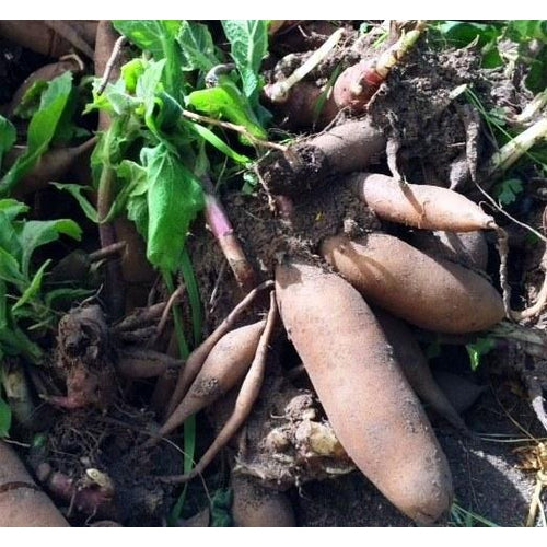YACON / Peruvian Ground Apple - Rhizome / Plant