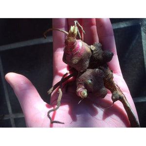 YACON / Peruvian Ground Apple - Rhizome / Plant - Boondie Seeds