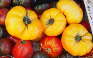 TOMATO 'Mortgage Lifter Yellow' seeds