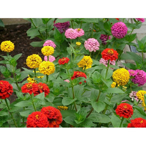 Wholesale Gift Pack seeds *Bulk Discounts*
