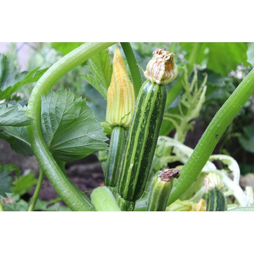 ZUCCHINI 'Cocozelle' ORGANIC seeds